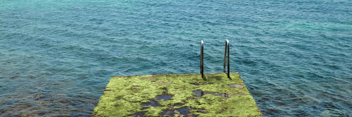 Moosbewachsener Steg mit Einstieg ins Wasser – Symbolbild für Verbindung und Vertrauen auf der Kontaktseite der RKM 740 Physiotherapie Düsseldorf