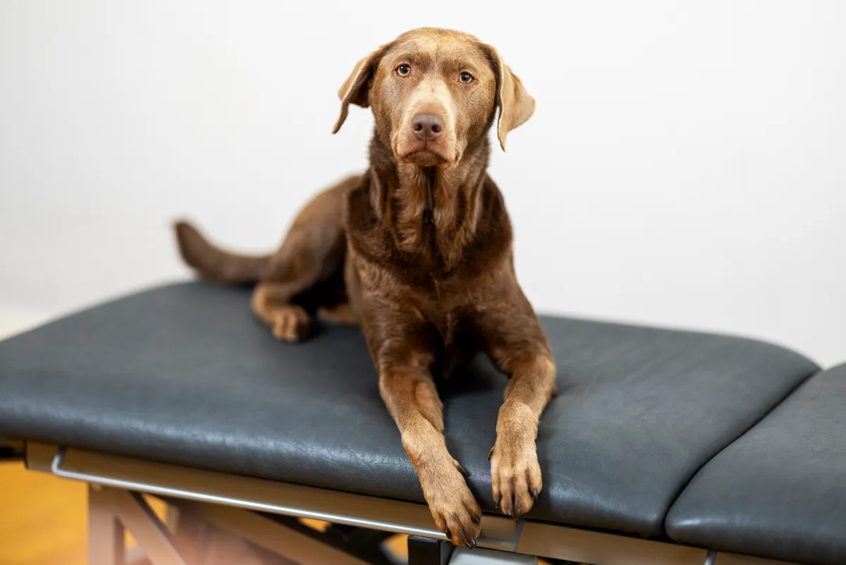 Hund liegt ruhig auf der Behandlungsliege in der RKM 740 Physiotherapie Düsseldorf